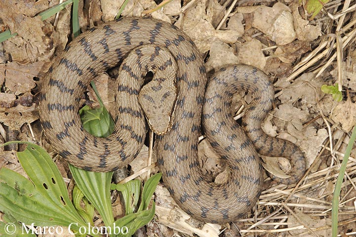 Vipera aspis francisciredi